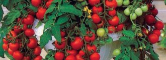 کاشت گوجه فرنگی در خانه